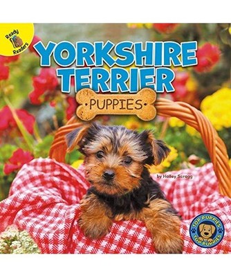 Yorkshire Terrier Puppies, Scragg