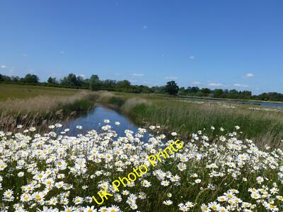 Foto 6x4 Leucanthemum vulgare Stowgate Drifts of Oxeye Daisy am Rand c2015