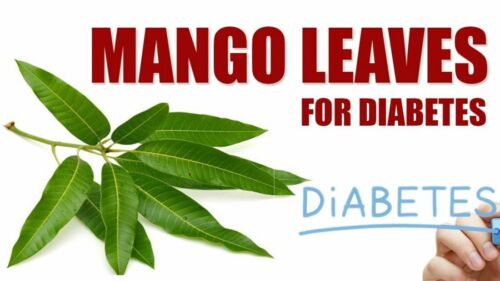 Mangoblätter (Mangoblätter) Ceylon getrocknete Mangoblätter 100 % Bio hausgemacht - Bild 1 von 5