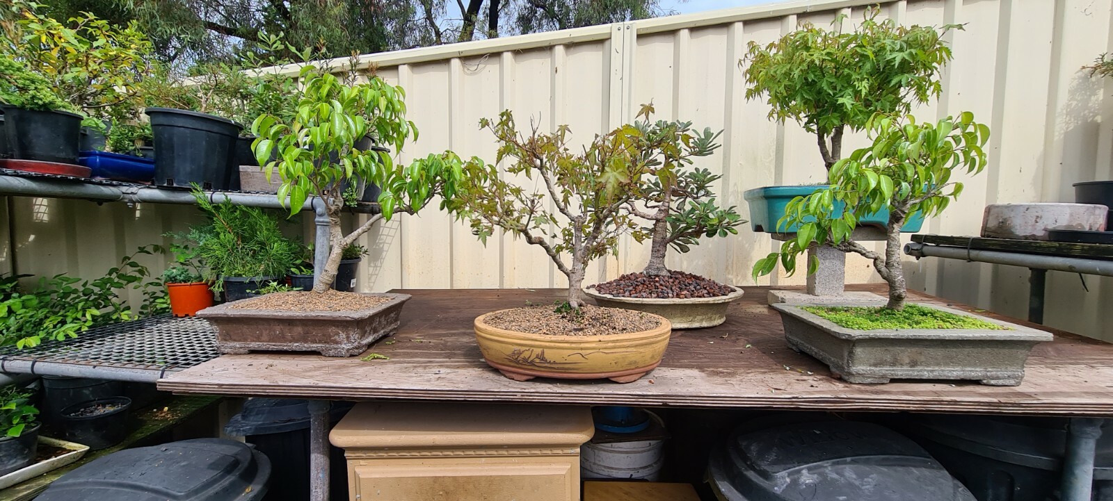 bonsai trees for sale eBay