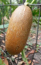 Cucumis sativus | Brown Russian | Brown Cucumber | 20 Seeds