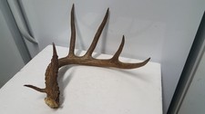 WILD 6pt 73-2/8" WHITETAIL DEER ANTLER SHED antlers mule mount elk moose