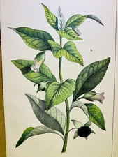 ANTIQUE POSTER FLOWER NATURE POSTER PICTURES ILLUSTRATION 1882 BOTANY PLANT