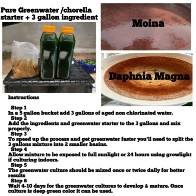 greenwater algae starter (chlorella) + ingredient for 5 gallon(combo kit)