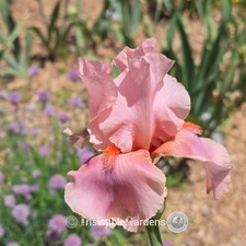 Dance Revue~ Tall Bearded 36" Excellent Substance Sweet(1) Iris Rhizome