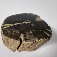 Eden Valley Petrified Wood Blue Forest Wyoming Polished Limb