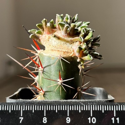 31-584 Cactus kotschoubeyanus, v. macdowellii, RS 134 (Grafted)
