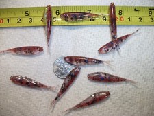 100-1 1/2"-Crappie-panfish fat head minnow-soft grubs-scent-jig-split tail-fluke