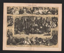 Licht-Druck 1902: GEFLÜGEL. Gans Ente Taube Almond Pfau Huhn Truthahn Fasan 