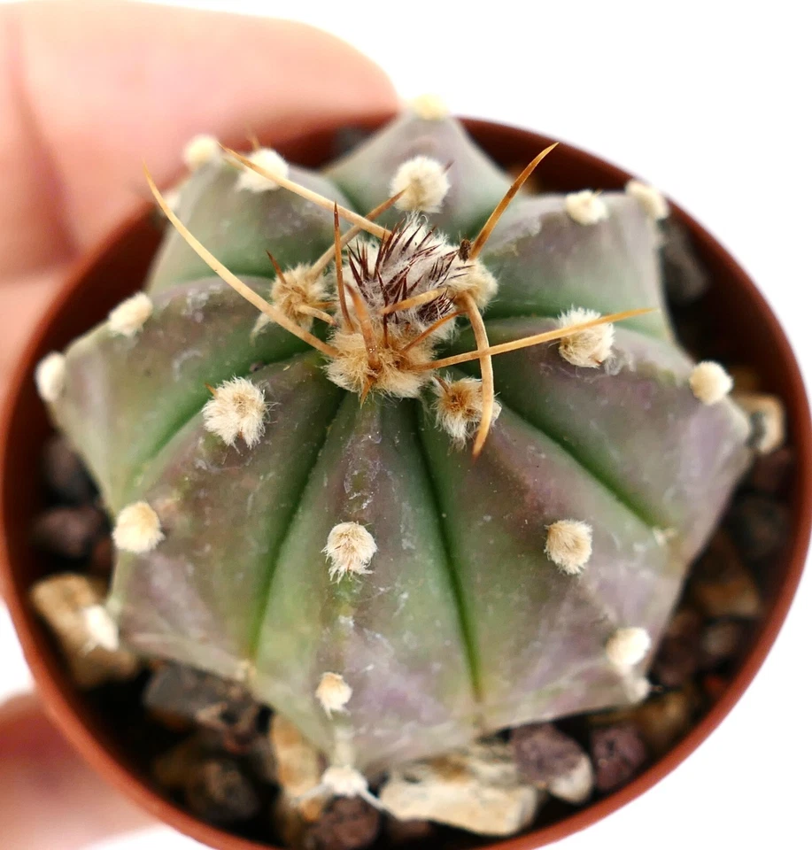 Astrophytum asterias X capricorne HH102 BOTANICAL ARCHIVE - Image 3 of 3