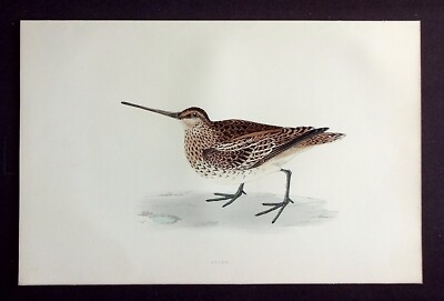 GEMEINSAME SCHNEPFE, original antiker ornithologischer, Vogeldruck, MORRIS, 1896
