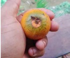 Pouteria sp. "Cauliflora" — photo 1