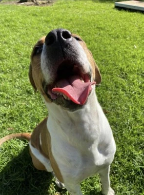 Mastiff 47 Rottweiler X Dogs Puppies Gumtree Australia Campbelltown Area Campbelltown 1255116804