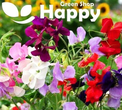CLIMBING FLOWERS - Vines - Thunbergia Morning Glory Sweet Pea - Flower seeds - Picture 8 of 121