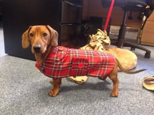outdoor fenced area for dogs