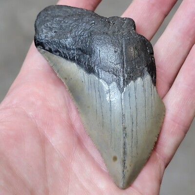3 7/8'' Authentic Prehistoric Megalodon  Fossil Shark Tooth Teeth FREE SHIPPING!
