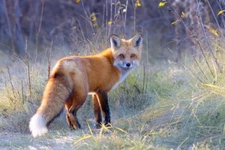 Red Fox in the Autumn Meadow I by Jim Cumming Wildlife Photography Giclee Print