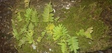Live Moss Assorted Bag 36sq in. Deco. For Terrarium, Reptiles, Fairy Garden Etc.