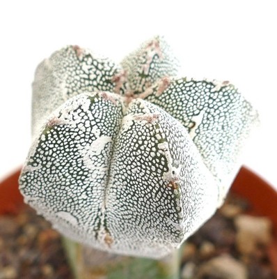 Astrophytum cv ONZUKA x HAKUUN (grafted) PA87 - Bishop's cap | Star cactus