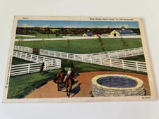 Blue Grass Stock Farm in Old Kentucky KY Horses Postcard