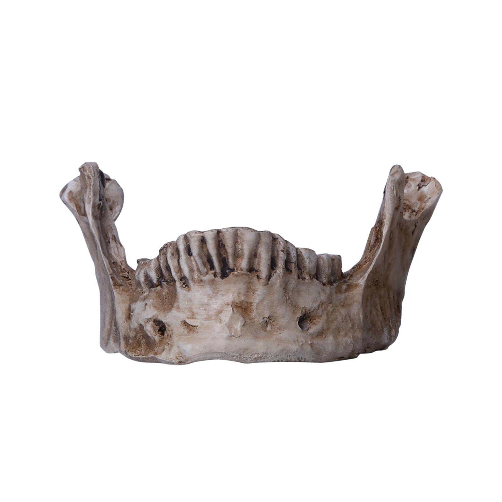 Lifesize Realistic Human Skull Replica Resin Model Anatomical Halloween Decor