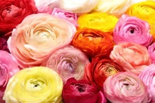 Ranunculus Mix Color Corms for Planting - Ships from Iowa, USA