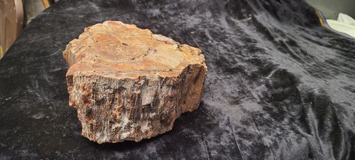 Großer Vintage 10 Pfund 14 oz. Versteinerter Baum Holz Exemplar 8" x 8" x 4"