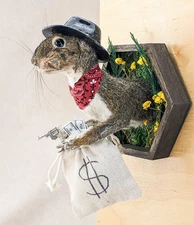 Cowboy Grey  squirrel Taxidermy Oddity Curiosity chipmunk decor hanging gift