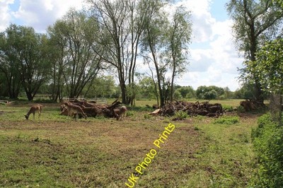 Foto A2 Earsham Feuchtgebiet Zentrum Das Earsham Feuchtgebiet Zentrum ist ein neuer Schlot c2017