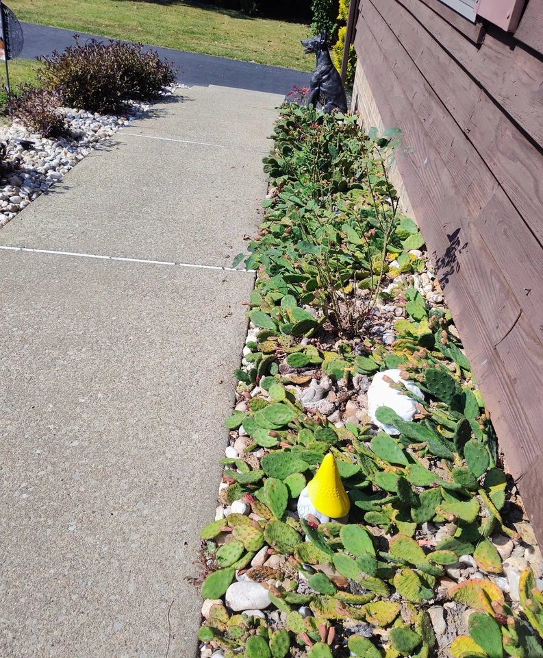 Prickly Prickley Pear Cacti Winter hardy  15 pad cactus - Image 2 of 4