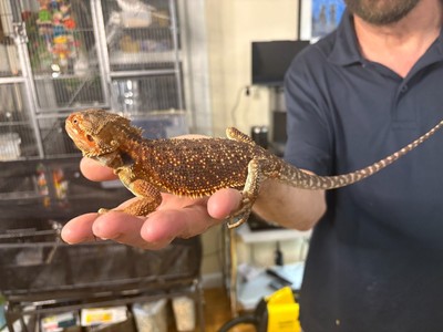 Bearded Dragon Biaoactive enclosures with male and female Red monster dragons