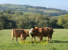 Photo 6x4 Cattle near Penstar Libanus A family group by the Taff Trail. A c2011