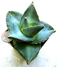 Succulent Plant - Agave pumila - RARE MINI!