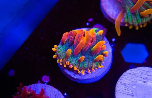 Galactic Blue Diaseris Plate Coral WYSIWYG - Aquacultured