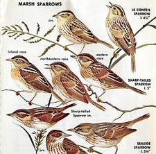 Marsh Sparrows Varieties And Types 1966 Color Bird Art Print Nature ADBN1p