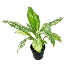 Variegated Peace Lily Spathiphyllum Air Purifying Houseplant, 3.5” Pot