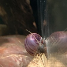 purple mystery snail 2pk