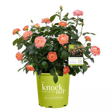 1 Gal. Orange Glow Knock Out Rose Bush with Orange