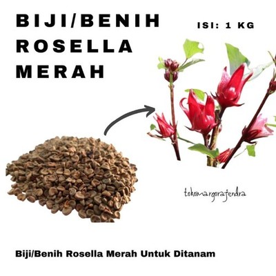 Roselle Seeds Bulk 1000g Hibiscus Sabdariffa Planting Seed natural organic  | eBay