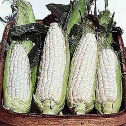 Hybrid Silver Queen White Sweet Corn Seed Treated Non GMO