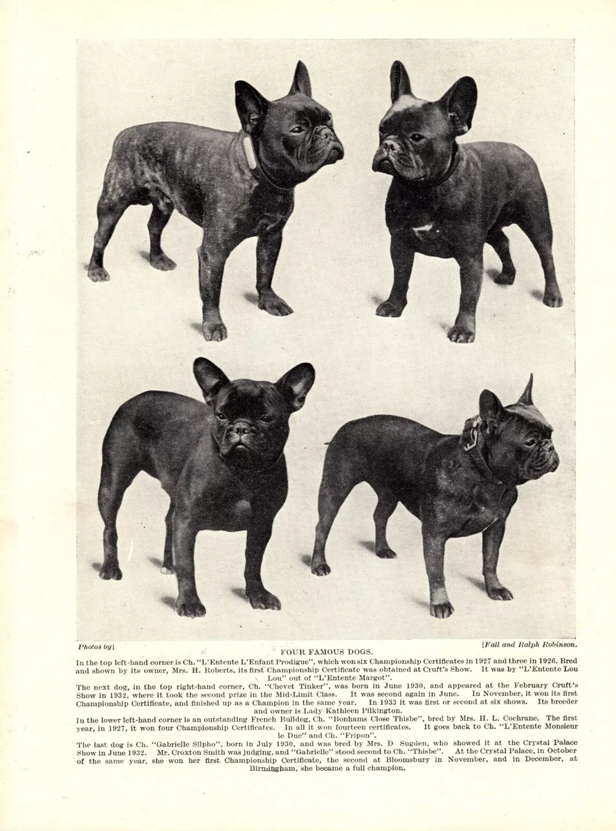 Famous french cheap dogs