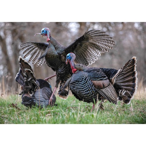 HIGDON TRUSTRUTTER XS MOTION TURKEY DECOY eBay