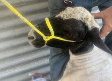 CALF SHEEP GOAT CATTLE HALTER