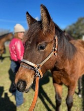 Weanling/Yearling Leather Horse Halter with Genuine silver plates, Silver lead