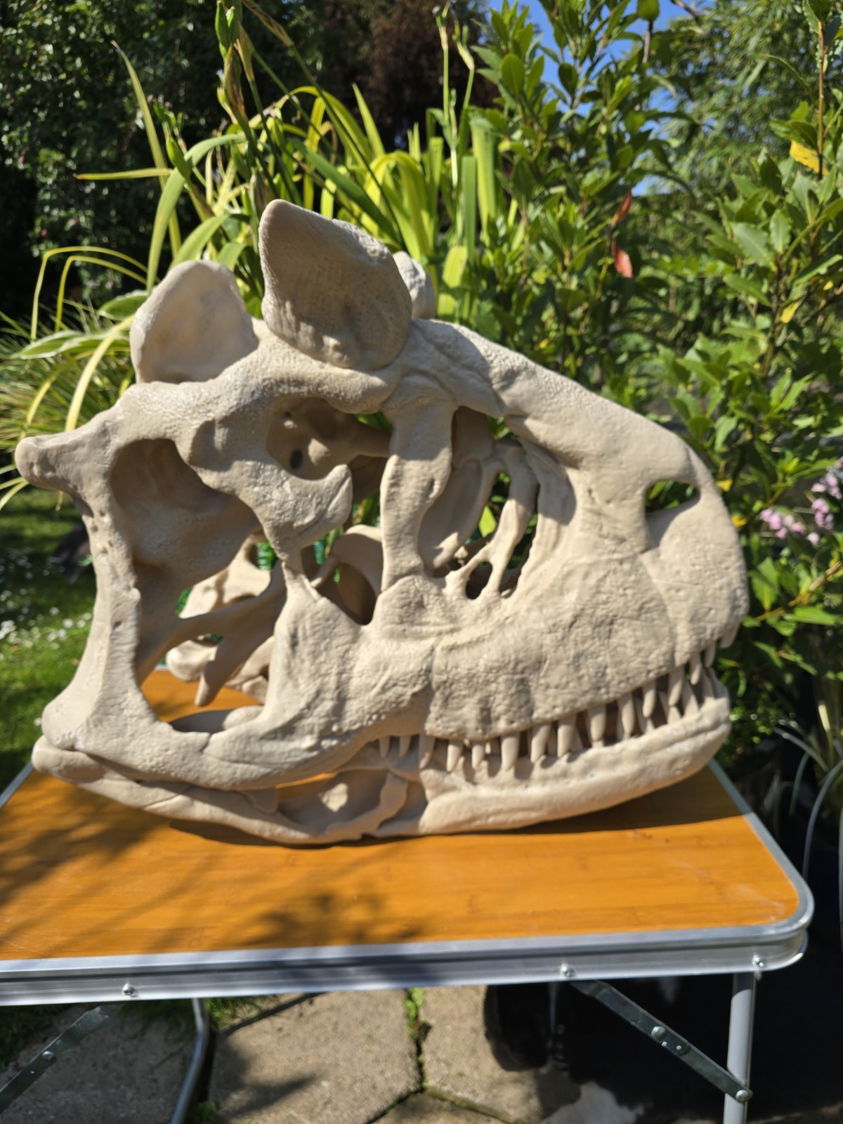 Life-size CARNOTAURUS skull Replica, Fossil