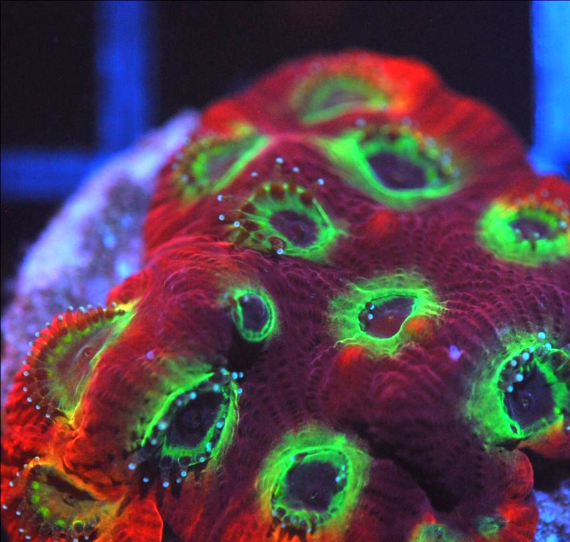 Corals of Eden ~ NON WYSIWYG Live Coral Frag ~ Sector 001 Favia Coral SPS