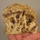 3.6" Polished PETRIFIED CALCITE WOOD Fossil Slice Slab - Irfoud, Morocco — photo 1