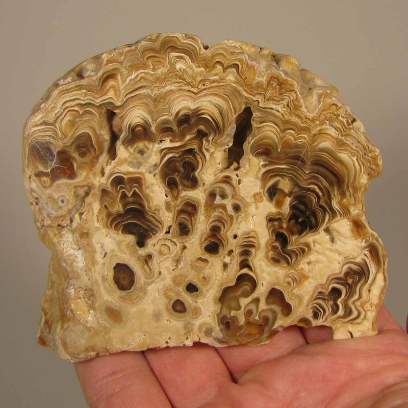 3.6" Polished PETRIFIED CALCITE WOOD Fossil Slice Slab - Irfoud, Morocco