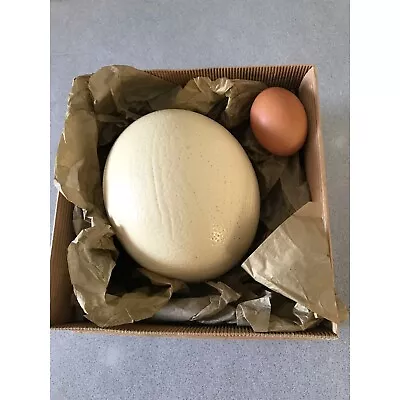 ostrich eggs in melbourne region vic gumtree australia free local classifieds on where to buy ostrich eggs in melbourne