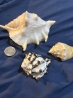 Set of 3 Beach Decor Large Conch Shell 2 Smaller Conch Shells Lot A — photo 2